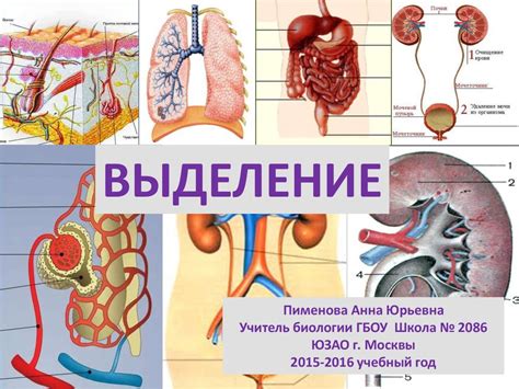 Выделительная система - презентация онлайн