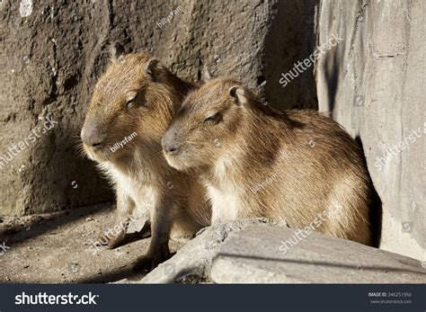 Capybara Family Stock Photo 346251956 | Shutterstock