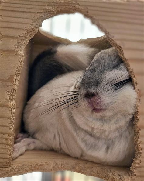 why is chinchilla sleeping too much for beginners 5