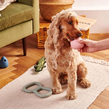 how to entertain a dog home alone