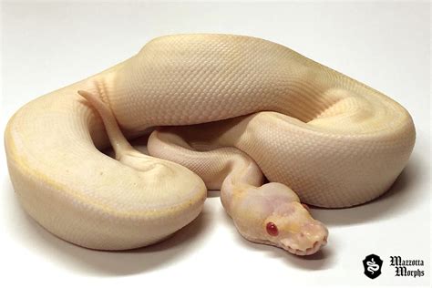 albino ivory pastel ball python  mazzotta morphs morphmarket