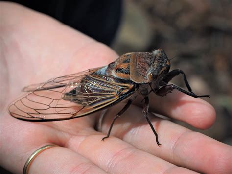 17-year cicadas and tree damage: Expert on what to expect from Brood X bugs