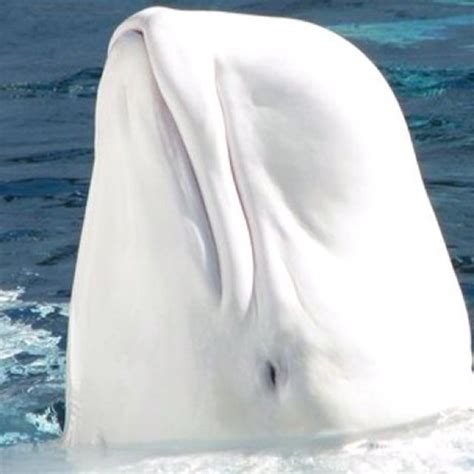 Beluga wale | Animals beautiful, Albino animals, Beluga whale