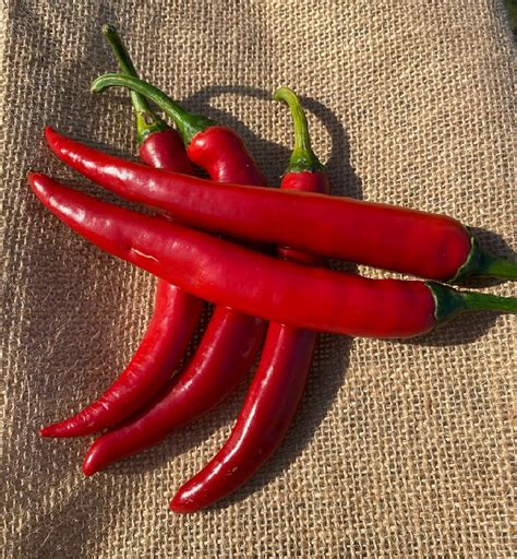 Chilli - 100g - Food Integrity Group