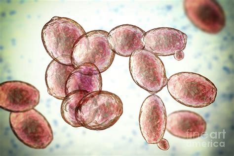 Saccharomyces Cerevisiae Yeast