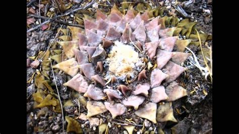 Ариокарпус притупленный - кактус из рода Ариокарпус (Ariocarpus retusus ...