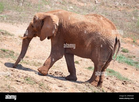 African elephant in natural habitat Stock Photo - Alamy