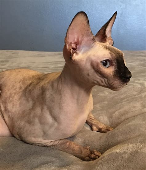 Sphynx Breeders East Coast at Barbara Keeter blog
