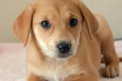 friends meet  puppies waiting    home