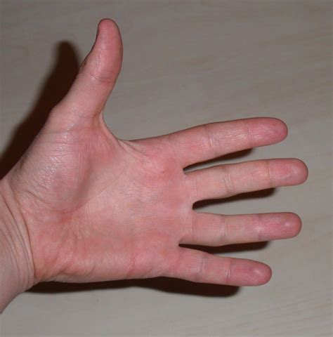File:Paume de main.jpeg — Wikimedia Commons