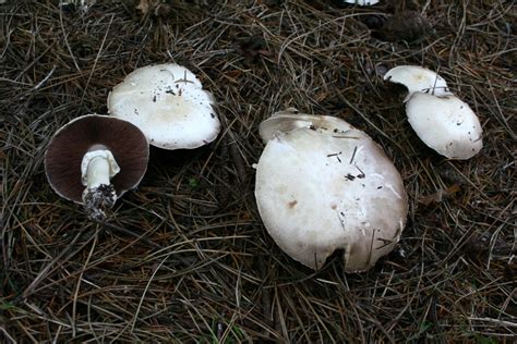 Шампиньон перелесковый (Agaricus sylvicola) фото и описание