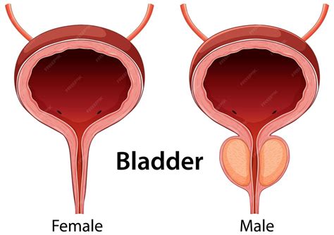 De Que Lado Fica A Bexiga Feminina - Ilustração da Anatomia da Bexiga Masculina e Feminina | Vetor Grátis