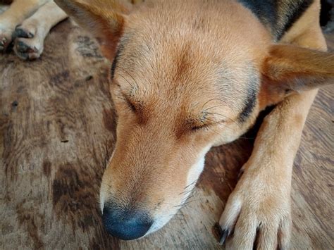 Chien Mignonne Animal De - Photo gratuite sur Pixabay - Pixabay