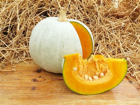 Тыква | Бататовые Кущи