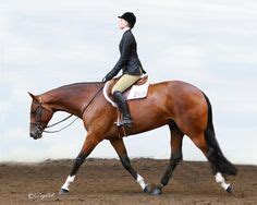 hunt seat ideas hunt seat hunter  saddle show horses