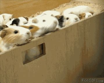Гифка хомяк стадо животные гиф картинка, скачать анимированный gif на ...