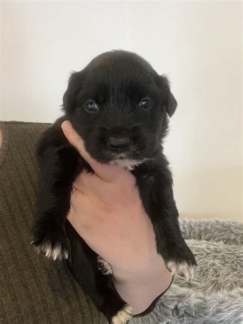 Border Collie Golden Retriever Mix Puppies