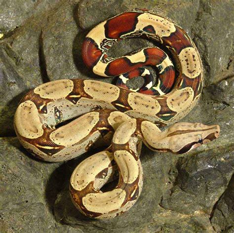 Red-Tailed Boa Facts and Pictures | Reptile Fact