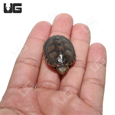 Baby White Lipped Mud Turtles (Kinosternon leucostomum) For Sale ...