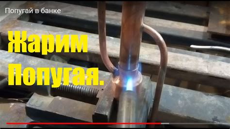 Попугай в банке - YouTube