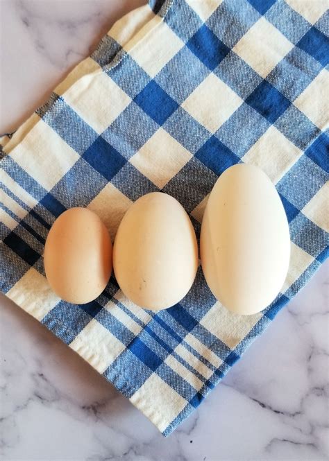 goose eggs recipes 8