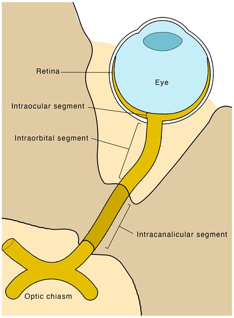 optic nerve anatomy
