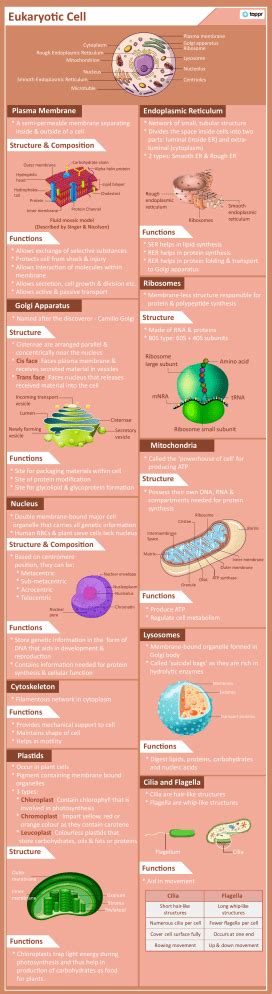 Eukaryotic-Cell-min