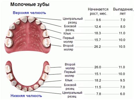 Сколько зубов у человека на самом деле?