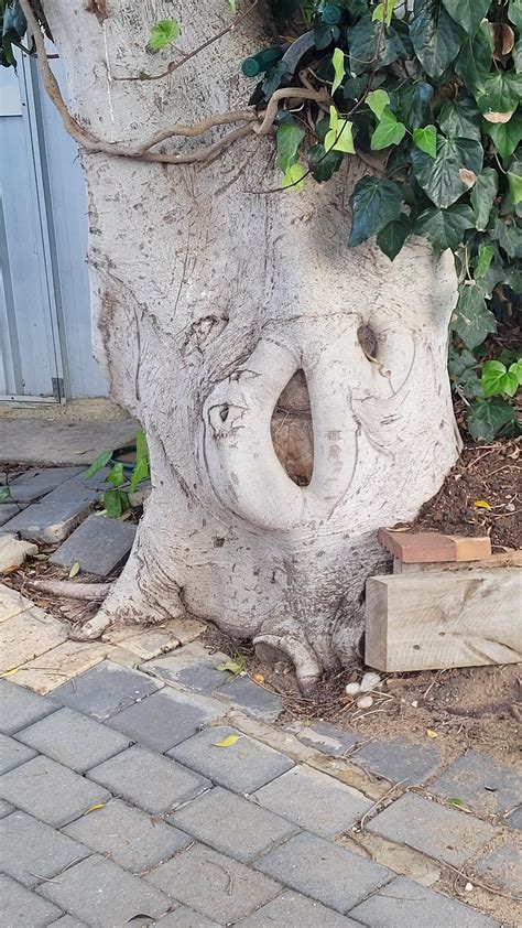 Gaping tree | Scrolller