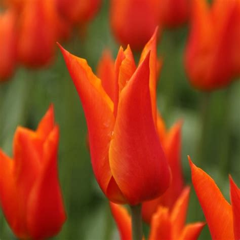 Tulipa 'Ballerina' | Tulips garden, Flowers, Tulips