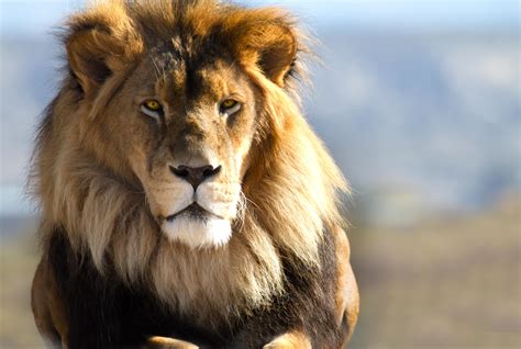 Un zoo britannique propose de mesurer sa force avec un lion
