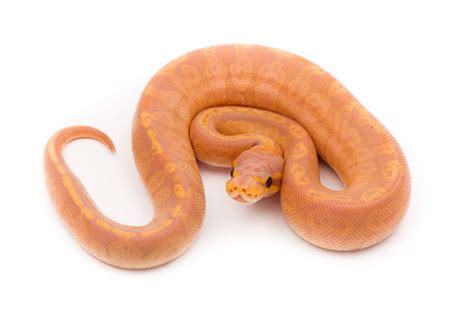 banana ball python morphs  christie llamas blog