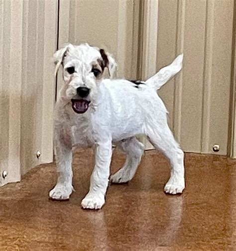 SOLD - Leasa Male 3 - Tri Rough Male Jack Russell Terrier Puppy For