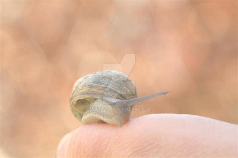 SUPERSNAIL by Avylon on DeviantArt
