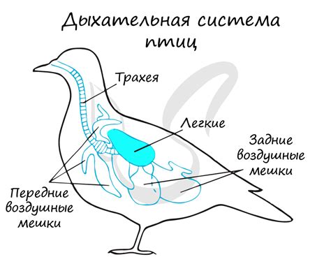Двойное дыхание у птиц