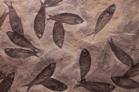 fish fossil fossilized  photo  pixabay