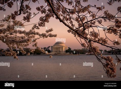 Washington, DC Cherry Blossom Festival Stock Photo - Alamy