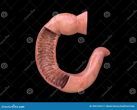 Onde Fica O Duodeno - Duodeno Anatomia Humana Parte Da Sua Visão Frontal Do Intestino Delgado ...