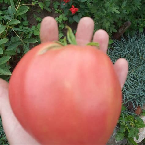 Томат Сахарный бизон: ОТЗЫВЫ (34), фото, урожайность | tomatland.ru