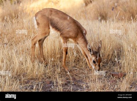 Mountain Gazelle (Gazelle gazelle). Photographed in Israel. The Mountain gazella is the most ...