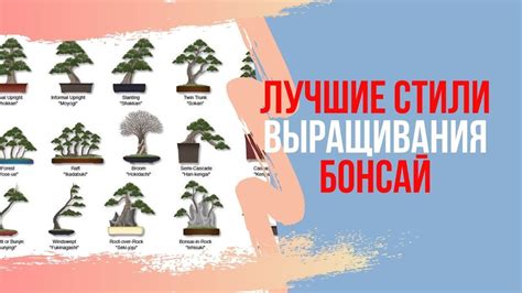 Основные стили Бонсай. Выращивание бонсай в домашних условиях. Какой ...