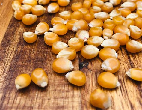 Corn - Popcorn South American seeds - Heirloom Seeds Canada