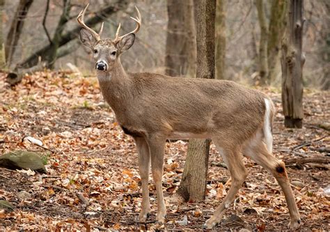 9 Types of Animals With Antlers