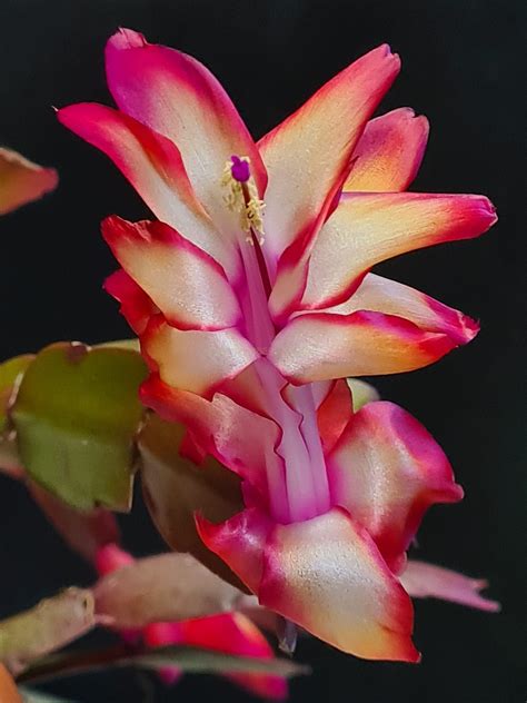 'Samba Brazil' - Schlumbergera and Rhipsalidopsis