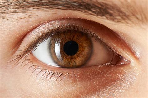 Fotos De Olhos Castanhos - Olhos Castanhos Banco de Imagens e Fotos de Stock - iStock