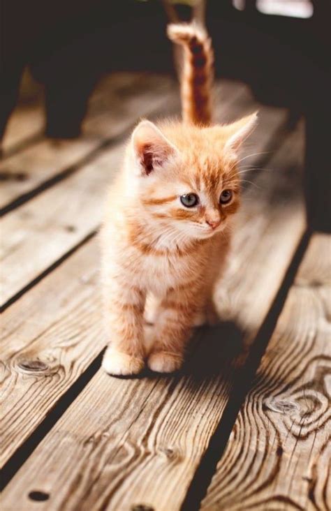Love Cute Cats Baby Katzen Katzen Und Lustige Tierbilder