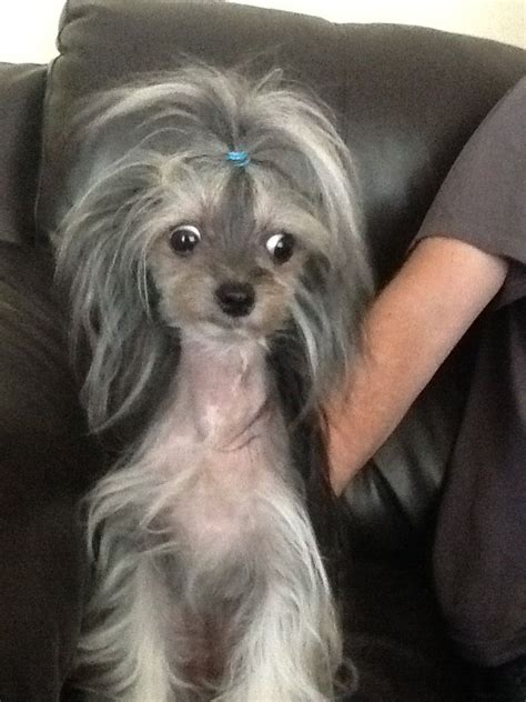 Hairy Hairless Dog Photography