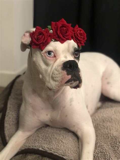 Salice Rose's OnlyFans: 5 Reasons Why It's Trending (and Why It Might Not Last) Image 5