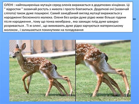 Мутації - презентация онлайн
