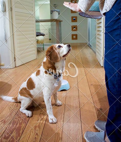 Are Male Dogs Harder To House Train | Every Day Interests
